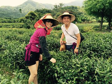 採茶趣_台灣自由行專賣店