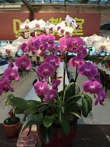 金車蘭花園_台灣自由行專賣店