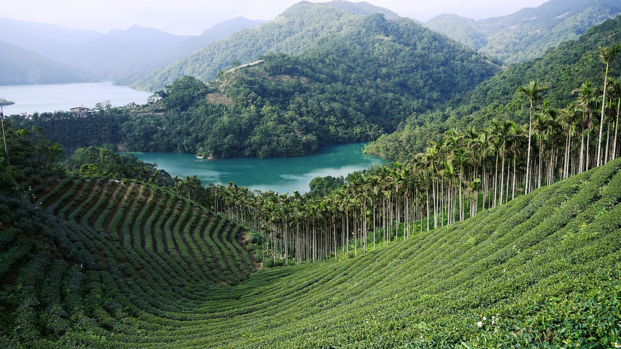 八卦茶園_台灣自由行專賣店